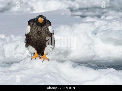 Steller-Seeadler (Haliaeetus pelagicus) Auf dem Meereis Nahaufnahme mit Feder Detail Stockfoto