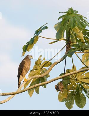 Roadside Hawk (Rupornis magnirostris) in einem Baum nach rechts Stockfoto