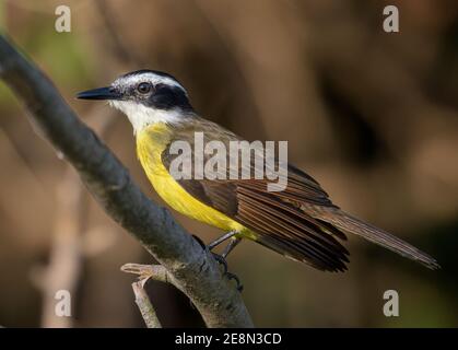 Großer Kiskadee (Pitangus sulfuratus), der auf einem Ast thront, aus der Nähe Stockfoto