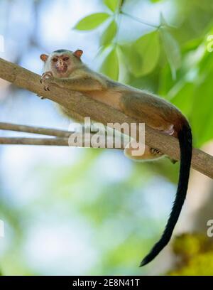 Schwarzschwanzmarmoset (Mico melanurus) in Waldkronendach, der Augenkontakt macht Stockfoto