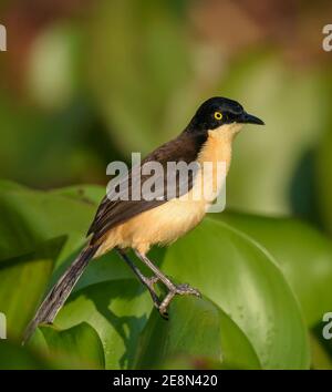 Schwarz-kappiger Donacobius (Donacobius atricapilla) auf grünem Laub im Pantanal Stockfoto