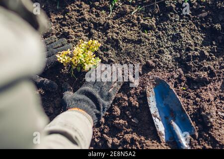 Gärtner umpflanzen Berberbusch aus Behälter in Boden. Frühling Gartenarbeit. Thunbergs gelbe Berberitze Stockfoto