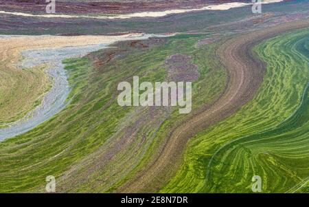 Grünalgen blühen auf der Oberfläche von Seen ist ein Ärgernis für die Wasserwirtschaft, aber es kann sehr schön zu schauen- natürliche Muster und Hintergrund Stockfoto