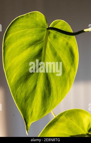 Herz-leaved Philodendron in der Sunbeam - Close-up Stockfoto