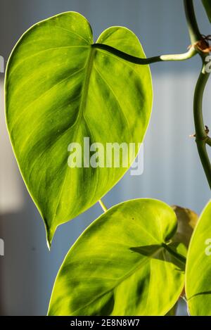 Sunlit Climbing Philodendron - Kletterpflanze Mit Herzblatt Stockfoto