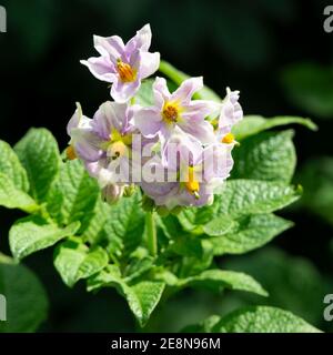 Blüte EINER Kartoffel Stockfoto