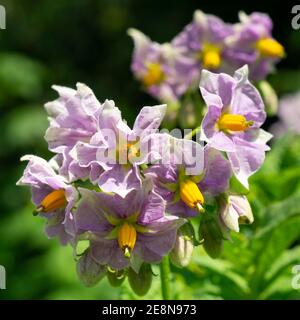 Blüte EINER Kartoffel Stockfoto