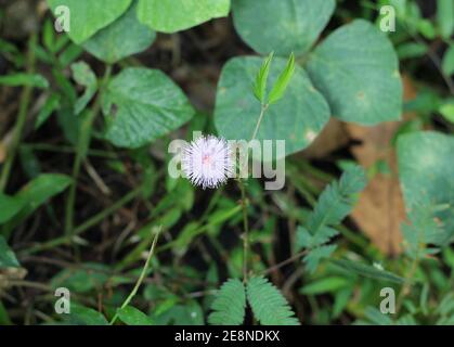 Nahaufnahme einer rosa schlafenden Grasblume Stockfoto