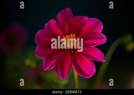 Nahaufnahme der beleuchteten rosa Dahlia Blume. Stockfoto