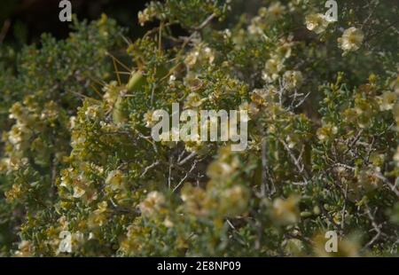 Flora von Gran Canaria - blühende Salsola divaricata Salzkraut, salztolerante Pflanze, die auf den Kanarischen Inseln endemisch ist Stockfoto