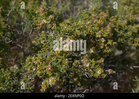 Flora von Gran Canaria - blühende Salsola divaricata Salzkraut, salztolerante Pflanze, die auf den Kanarischen Inseln endemisch ist Stockfoto