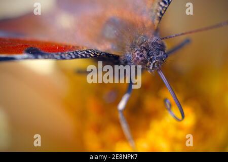 Makrofoto eines Pfauenschmetterlings auf gelber Blume. Stockfoto