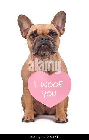 Französische Bulldogge trägt Valentinstag Herz mit Text "I Woof Sie 'um den Hals isoliert auf weißem Hintergrund Stockfoto