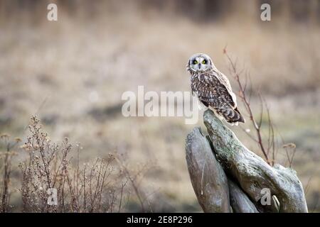 Kurzohreule (ASIO flammeus) auf Treibholz in Sumpf, Fir Island, Skagit County, Washington, USA Stockfoto