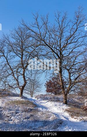 Bäume im Winter in Neugraben Heide, Harburg, Hamburg, Deutschland Stockfoto