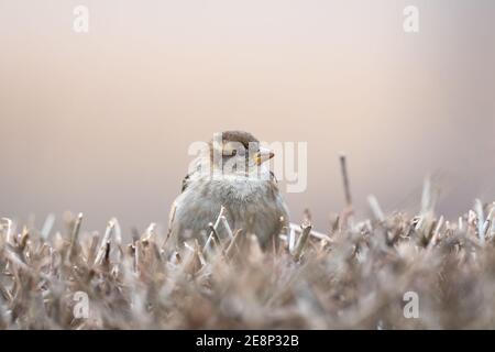 Haus Sparrow, Passer domesticus, auf einem Busch mit einem schönen verschwommenen Hintergrund stehend