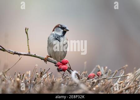 Sparrow. Passer domesticus, stehend auf einem Busch mit einem schönen verschwommenen Hintergrund