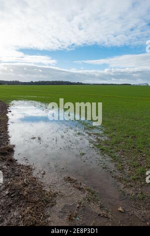 Flutwasser, das nach heftigen Regenfällen auf dem Feld liegt Stockfoto