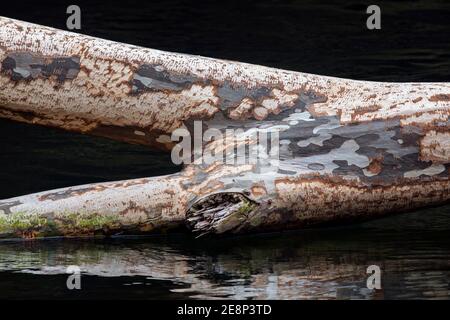 Abstraktes Bild eines gesprenkelten amerikanischen Sycamore Baumstamms, der im Wasser gefallen ist - Pisgah National Forest, Brevard, North Carolina, USA Stockfoto