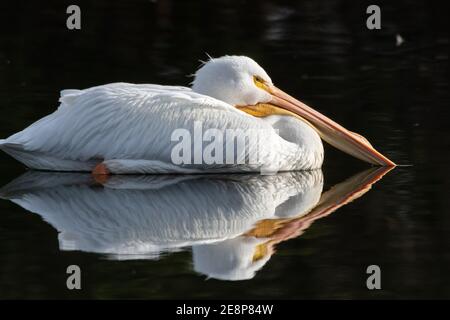 Weiße Pelikane schwimmend niedrig bis Mündung Wasseroberfläche mit Bill leicht ruht auf reflektierten Teich. Stockfoto