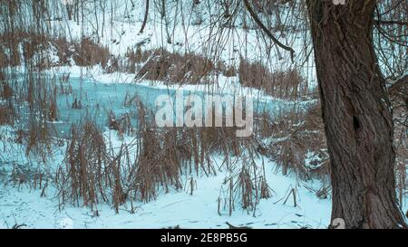 Winterlandschaft mit einem gefrorenen Fluss und trockenen Bäumen, Winter kalt, eine verschneite Landschaft, ein eisiger See. Stockfoto