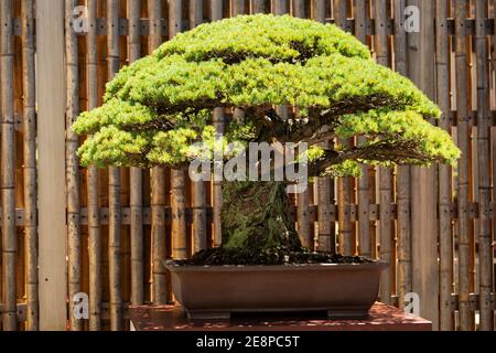 Ein jahrhundertealter japanischer Bonsai-Baum aus Hiroshima, ausgestellt im National Arboretum in Washington, DC, USA. Stockfoto