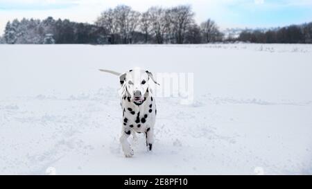 Dalmatiner im Winter Schneeszene Stockfoto