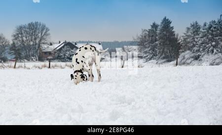 Dalmatiner im Winter Schneeszene suchen Stockfoto