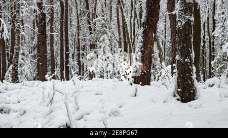 Dalmatiner im Winter Schneeszene im Wald Stockfoto