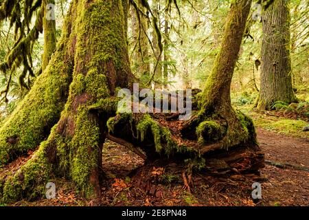 Das ist es, was von einem Nurese-Baumstamm mit älteren Bäumen übrig bleibt, die aus ihm in der Lachs-Huckleberry Wilderness in Oregon wachsen. Die Gegend ist ein gemäßigter Regen Stockfoto