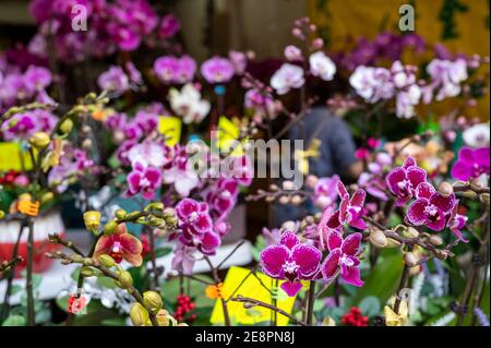 Ein Blumenstand mit typischen chinesischen Neujahrsthemden Blumen wie Orchideen während der Vorbereitungen für die kommenden chinesischen Mond Neujahr Ox Feiertage. Stockfoto