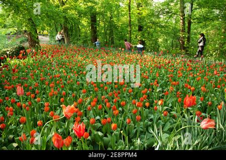 Pralormo, Piemont, Italien. -04-25-2009-Messer Tulipano Gartenbau Ausstellung mit Frühling Tulpen blühen in Pralormo Schloss. Stockfoto