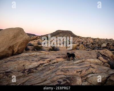 Schwarzer labrador Retriever Hund unter Felsbrocken im Yucca Valley, Kalifornien an einem sonnigen Januartag mit blauem Himmel in der Nähe des Joshua Tree National Park Stockfoto