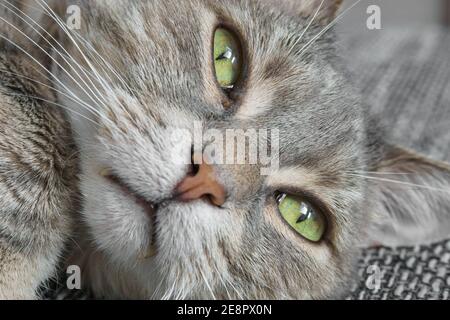Porträt einer entspannt liegenden Katze mit grauem Fell Stockfoto