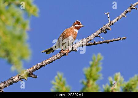 Kiefernhämmer (Emberiza leucocephalos), erwachsenes Männchen auf Zweig in Fichte, Lake Huvsgol, Mongolei Stockfoto