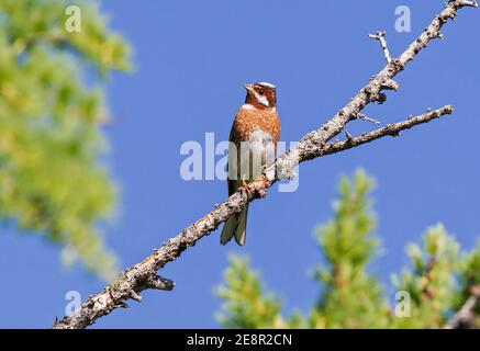 Kiefernhämmer (Emberiza leucocephalos), erwachsenes Männchen auf Zweig in Fichte, Lake Huvsgol, Mongolei Stockfoto