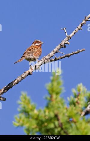 Kiefernhämmer (Emberiza leucocephalos), erwachsenes Männchen auf Zweig in Fichte, Lake Huvsgol, Mongolei Stockfoto