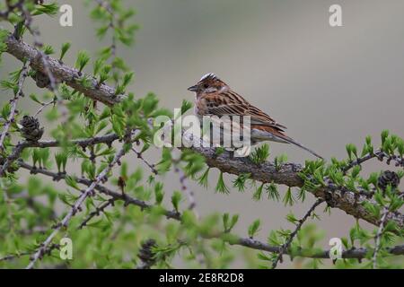 Kiefernhämmer (Emberiza leucocephalos), erwachsenes Männchen im Lärchenbaum, Huvsgol-See, Mongolei Stockfoto