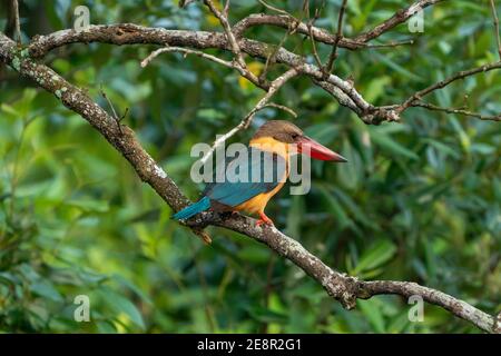 Ein einzelner Storchschnabel Eisvogel, der in einem Baum des Mangrovenwaldes in Pasir RIS, Singapur, thront Stockfoto