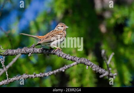 Kiefernhämmer (Emberiza leucocephalos), adulte Weibchen, die im Nadelwald am Huvsgol-See in der Mongolei sitzen Stockfoto