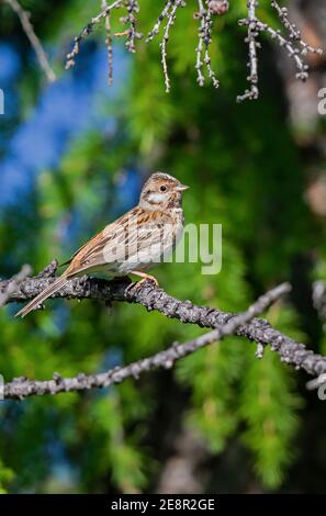 Kiefernhämmer (Emberiza leucocephalos), adulte Weibchen, die im Nadelwald am Huvsgol-See in der Mongolei sitzen Stockfoto