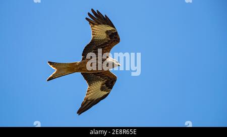 Red Kite (Milvus milvus) Erwachsener, Nahaufnahme, Baden-Württemberg, Deutschland Stockfoto