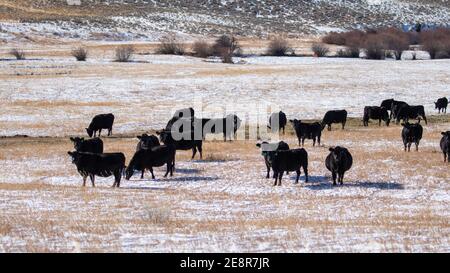 Kühe grasen in Montana Stockfoto