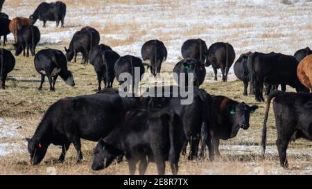 Kühe grasen in Montana Stockfoto