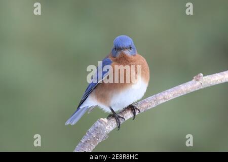 Ein männlicher Ostblauvogel Sialia sialis, der auf einem Ast steht Mit einem natürlichen grünen Hintergrund Stockfoto