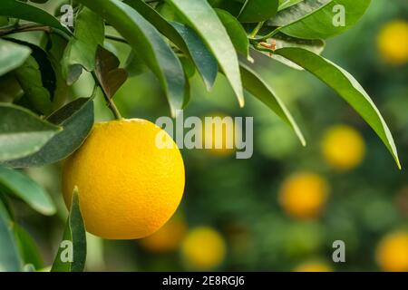 Orange Hängen an einem Baum im Garten die Früchte reifen Stockfoto