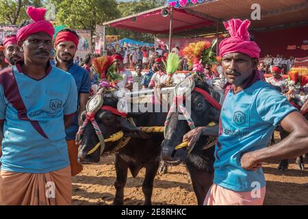 Nicht identifizierte Teilnehmer der Kambala-Büffelrasse im Bundesstaat Karnataka, Indien Stockfoto