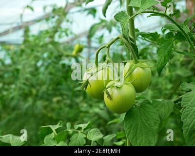 Gruppe von grünen unreifen Tomaten hängen und wachsen in Film Holzgewächshaus im Sommer Stockfoto