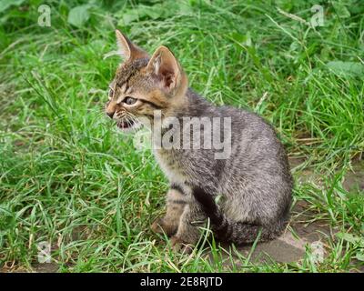 Hübsche kleine Kätzchen, die auf dem grünen Grasboden sitzen Und im Sommer mähen Stockfoto