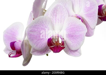 Mottenorchidee, Brudorkidé (Phalaenopsis amabilis) Stockfoto